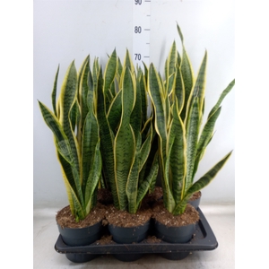 Sansevieria trifa. 'Laurentii'