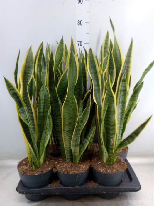 <h4>Sansevieria trifa. 'Laurentii'</h4>
