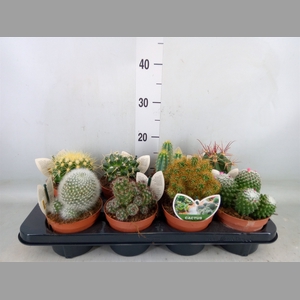 Cactus   ...mix