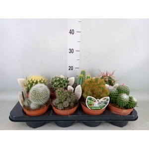 Cactus   ...mix