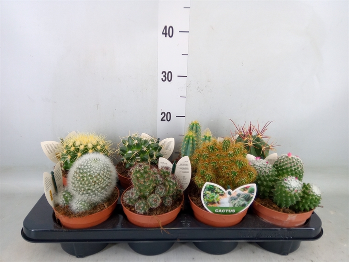 <h4>Cactus   ...mix</h4>