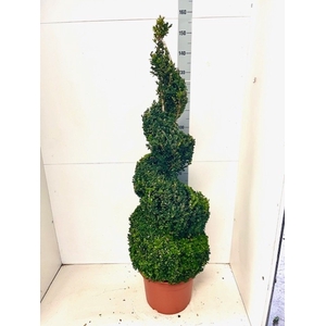 BUXU SEMPERVIRENS