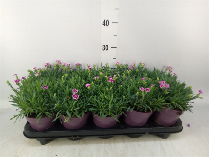 <h4>Dianthus  'Pink Kisses'</h4>