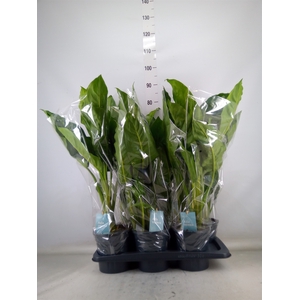 Aglaonema  'Chantal'