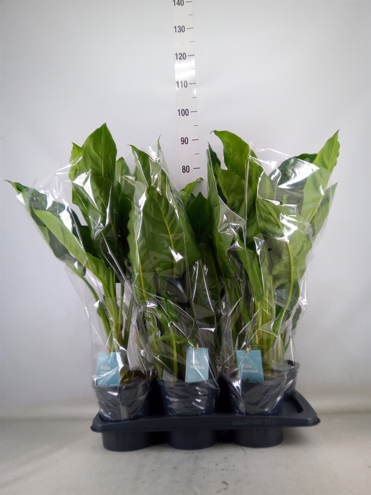 <h4>Aglaonema  'Chantal'</h4>