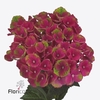 Hydrangea mag charlotte