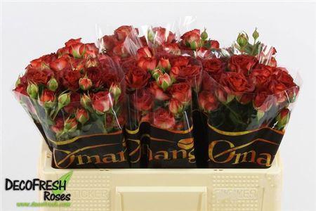 <h4>R Tr Chocola Bubbles</h4>