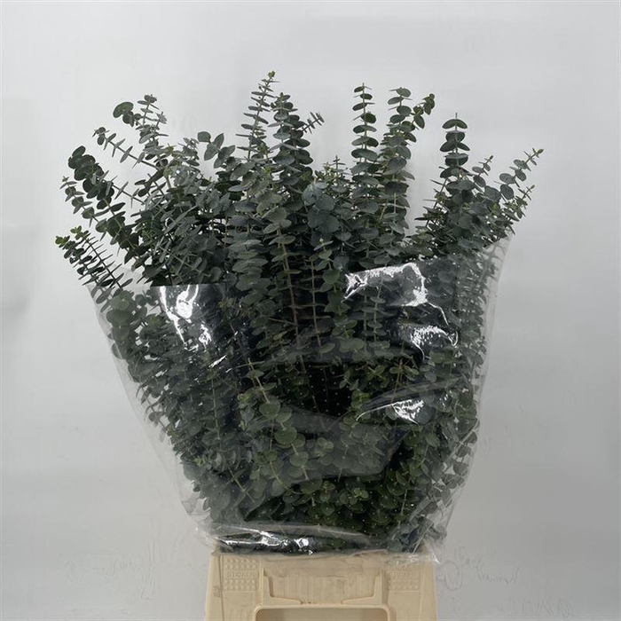 <h4>EUCALYPTUS 'BABY BLUE'</h4>
