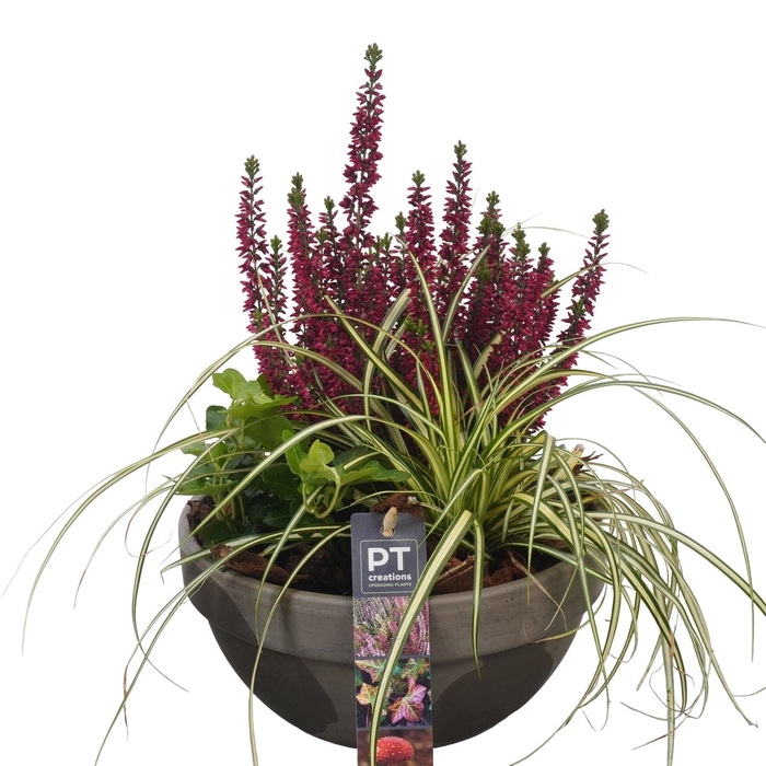<h4>Arr.   Tuinplanten L%</h4>