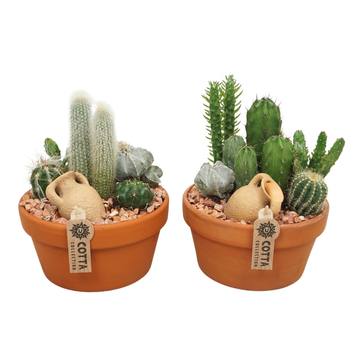 Cactus arrangement in 20 cm 'Terracotta Schaal'