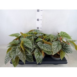 Begonia BD   ...