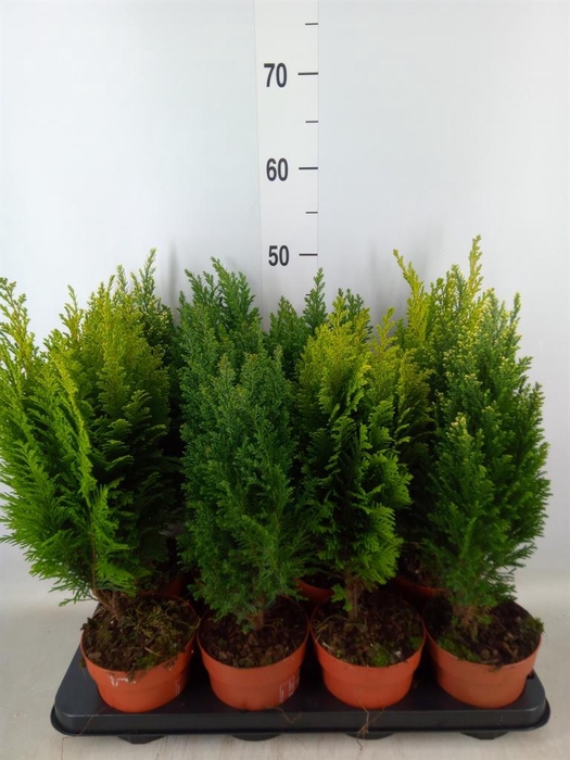 <h4>Conifers   ...mix</h4>