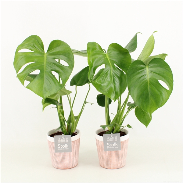 <h4>Monstera in Terracotta pot</h4>