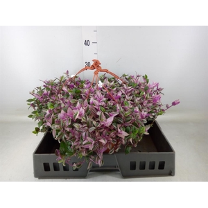 Tradescantia flum. 'Quadricolor'