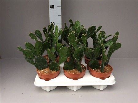 <h4>Opuntia Jamaicensis</h4>