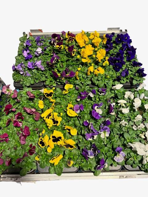 <h4>VIO WI DELTA GEM</h4>