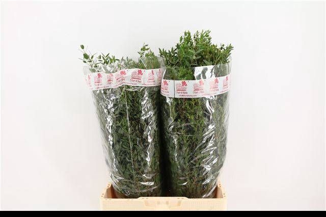 <h4>EUC PARVIFOLIA P BS</h4>