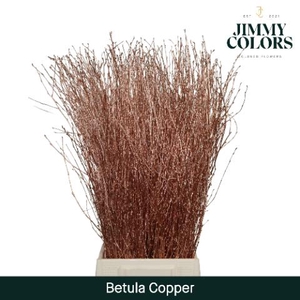 Betula L70 Mtlc. Copper