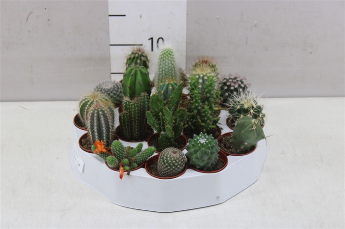 <h4>Cactus Gemengd Rondella</h4>