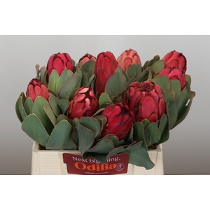 Protea Grandiceps