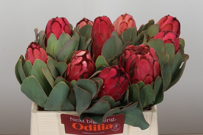 <h4>Protea Grandiceps</h4>