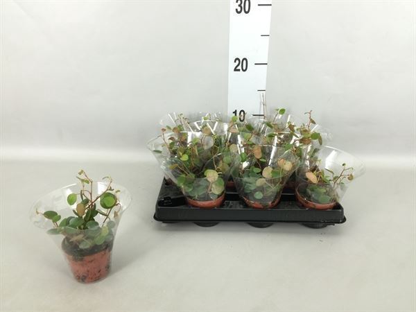 <h4>Peperomia</h4>