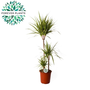 Dracaena Golden Dragon p24 60+30+10