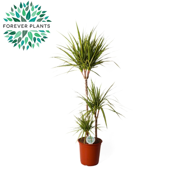 <h4>Dracaena Golden Dragon p24 60+30+10</h4>