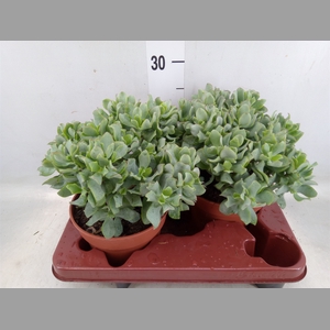 Crassula arborescens subsp. undilat