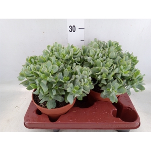 Crassula arborescens subsp. undilat