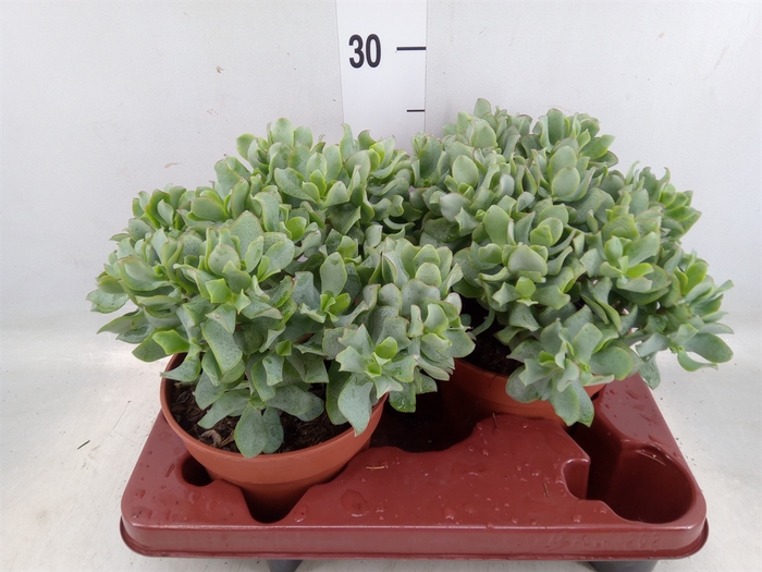 <h4>Crassula arborescens subsp. undilat</h4>