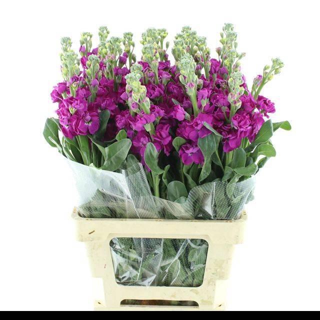 <h4>MATTH IRON ROSE</h4>