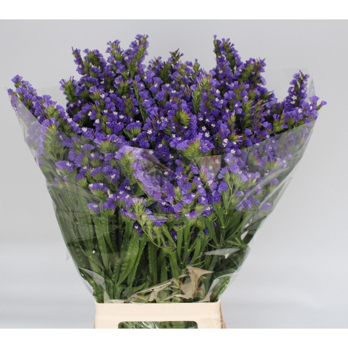 <h4>Lim S Levis Wings</h4>