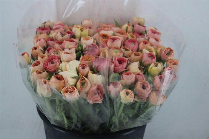 <h4>Ran Elegance Salmon</h4>