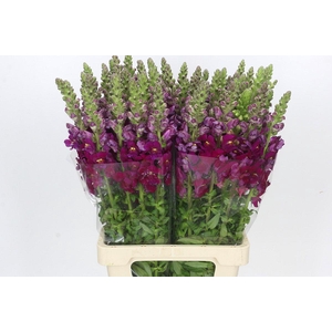 Antirrhinum Potomac Purple
