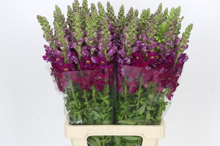<h4>Antirrhinum Potomac Purple</h4>