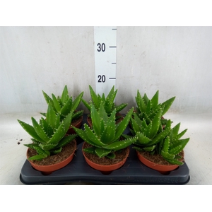 Aloe perfoliata