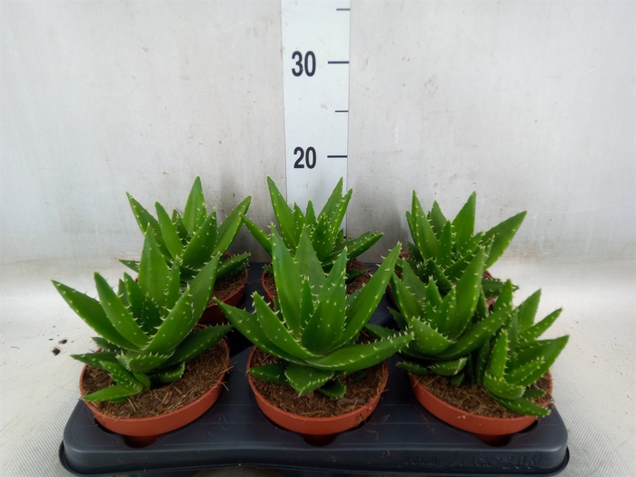 <h4>Aloe perfoliata</h4>