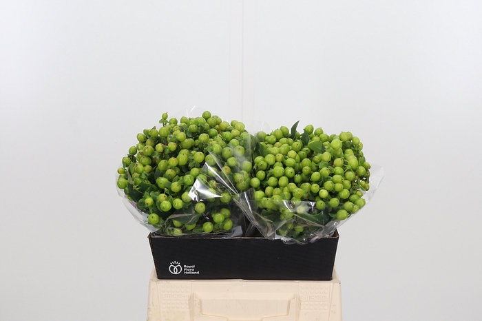 <h4>Hyp Mag Green</h4>