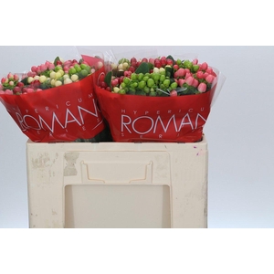 Hypericum Rainbow Romance