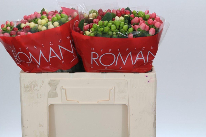 <h4>Hypericum Rainbow Romance</h4>