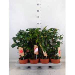 Camellia   ...mix 3