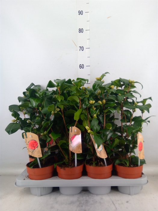 <h4>Camellia   ...mix 3</h4>