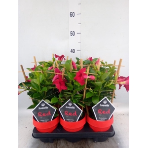 Mandevilla am. 'Sundav Red'