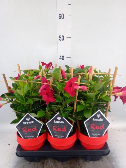 <h4>Mandevilla am. 'Sundav Red'</h4>