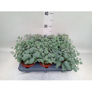 Sedum sieboldii