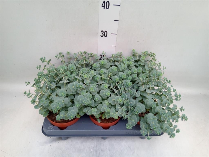 <h4>Sedum sieboldii</h4>