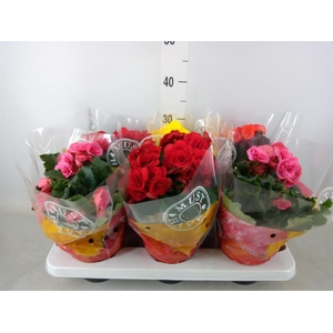 Begonia elat. DU   ...mix