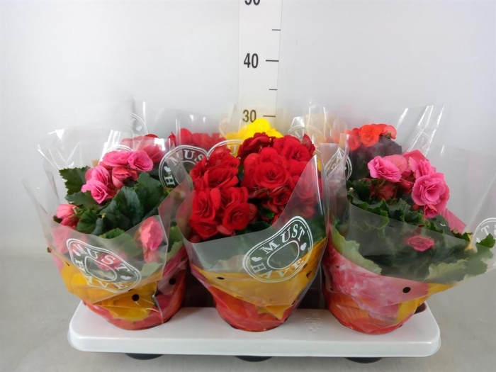 <h4>Begonia elat. DU   ...mix</h4>