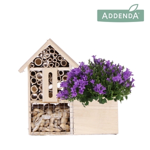 Campanula Addenda Ambella Intense purple in Insect Hotel